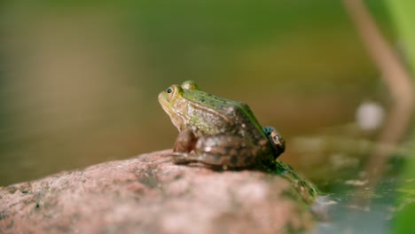 A-Frog-sits-on-the-stone-on-the-shore-of-a-pond