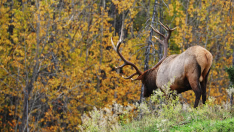 Bull-elk-in-rut-looking-for-food-outdoors,-then-shaking-head