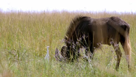 Static-shot-of-a-wildebeest-eating-in-the-long-grass-and-then-itching