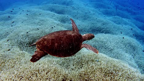 Green-Sea-Turtle-Swimming-Freely-On-The-Reef-Under-The-Bright-Blue-Sea---close-up-shot