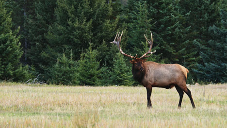 Bull-elk-with-giant-antlers-stand-alone-on-grass-field,-pine-trees-in-background