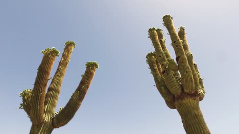 Pan-to-Saguaro-cactus-at-the-Greyhawk-Golf-Course,-Scottsdale,-Arizona