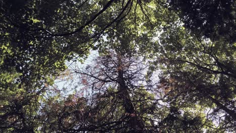 Waldbaumwipfel-In-üppigem-Grün-Gegen-Einen-Hellen-Sommerhimmel---Nach-Oben-Geneigter-Schuss