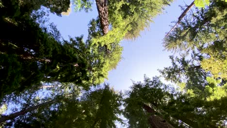 Nice-wide-angle-shot-looking-up-through-majestic-tall-redwood-trees-with-blue-sky-and-sun-filtering-through-as-camera-slowly-moves-forward-under-trees