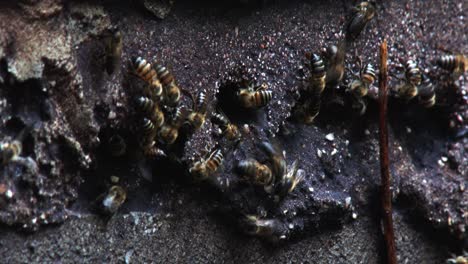 Afrikanische-Honigbienen-Haben-Einen-Bienenstock-In-Einer-Schlackenblockwand-Geschaffen,-Nahaufnahme