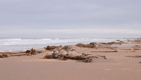 Brown-seaweed-washed-up-on-a-sandy-beach-after-a-storm
