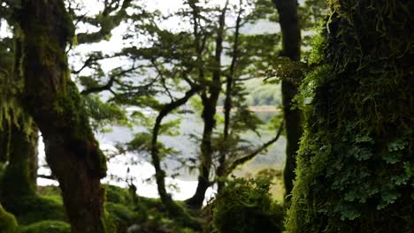 Moss-covered-tree-in-foreground-of-lake