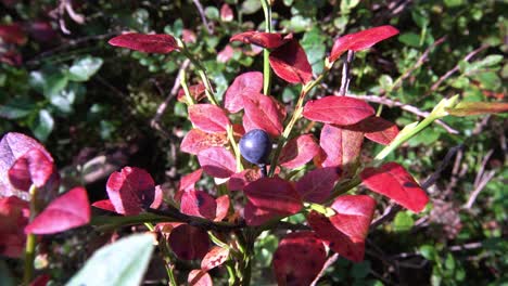 Box-huckleberry-plant-with-red-leaves,-high-angle-handheld-closeup,-day