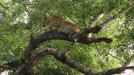 Una-Hembra-De-Leopardo-Sube-Y-Se-Acuesta-En-La-Rama-De-Un-árbol-Con-Follaje-Verde-En-La-Reserva-De-Caza-De-Sabi-Sands,-Sudáfrica