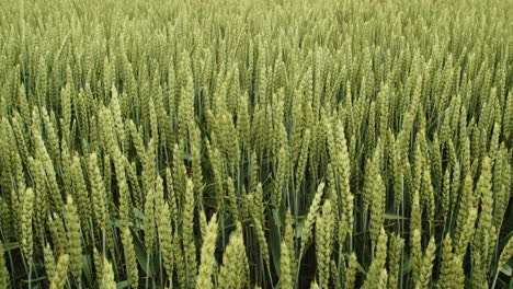Fresh-green-wheat-stalks-dance-back-and-forth-in-wind,-wide