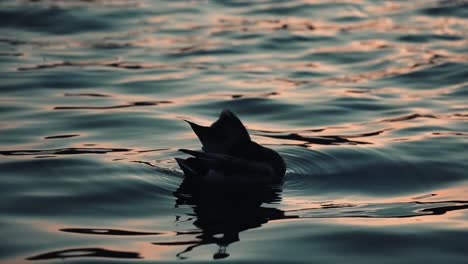 Duck-Preening-Feathers-While-Floating-On-The-Calm-Lake-Of-Nations-In-Quebec,-Canada-During-Sunset