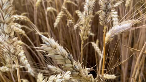 Forward-Moving-Macro-shot-between-wheat-field-with-waving-Spikelets-and-corns