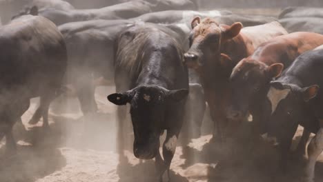 Beef-cows-anxiously-staring-at-camera-in-dusty-yard,-creating-stampede,-herd-of-cows