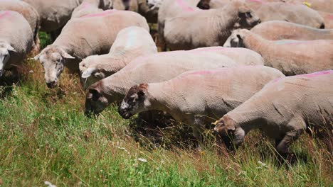 Herde-Rasierter-Schafe,-Die-Auf-Dem-Land-Frisches,-Hohes-Sommergras-Weiden-Lassen