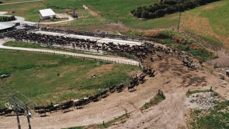 Large-herd-of-cows-moving-towards-milking-shed-on-sunny-day,-New-Zealand-husbandry,-aerial