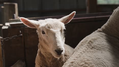 Adorable-lamb-sheep-head-looking-at-camera-indoor-stable