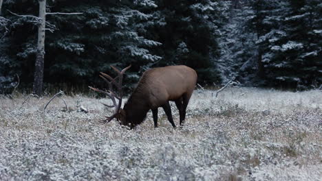 Bull-Elk-grazing-in-rut-in-frosty-Canada,-long-shot
