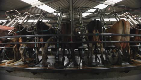 Carousel-rotating-with-cows-being-milked-in-milking-parlour,-timelapse