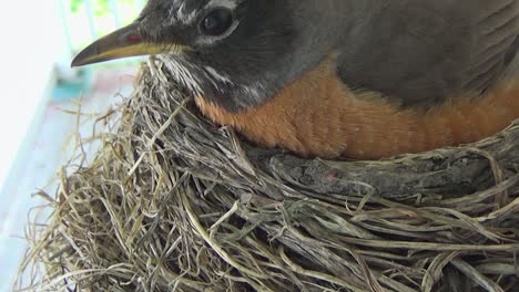 Adorable-baby-Robin-begs-for-food,-but-mom-settles-onto-nest-instead