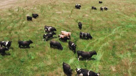 Cows-walking-in-lush-green-pastures-of-New-Zealand-ranch-on-sunny-day,-cattle-outdoors