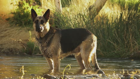 Statische-Aufnahme-Eines-Vom-Deutschen-Schäferhund-Ausgebildeten-Hundes,-Der-In-Der-Wildnis-Auf-Einem-Teichflusswasser-Steht