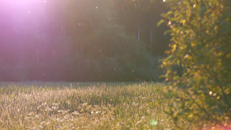 Peaceful-sunny-meadow-in-summer-evening,-slow-motion