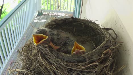 Three-adorable-week-old-baby-Robins-wait-hungrily-from-mom-to-return