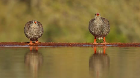 Wide-shot-of-two-young-Swainson's-Spurfowl-drinking-in-the-golden-morning-light,-Greater-Kruger