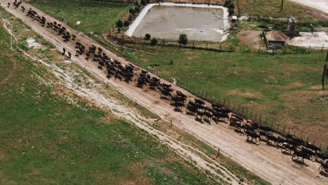Large-herd-of-cows-forming-a-line-towards-milking-shed,-aerial