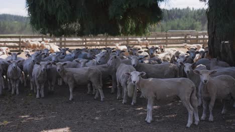 Group-of-sheep-looking-at-camera-curiously-while-standing-in-shade-under-tree