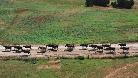 Herd-of-holstein-New-Zealand-beef-cows-walking-uniformly-down-farm-road,-aerial