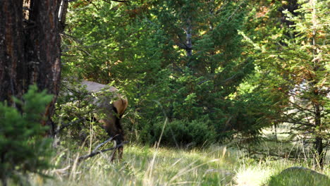 Large-bull-elk-bugles-in-lush-woods,-then-walks-off