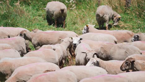 Flock-of-Sheep-standing-huddled-together-in-sun-on-grass-meadow