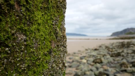 Pebble-beach-coast-seaweed-covered-barriers-on-sandy-seafront-reveal-from-behind-post