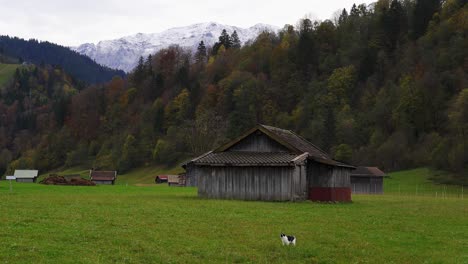 Lindo-Gato-Disfruta-De-La-Impresionante-Vista-De-Las-Montañas-De-Los-Alpes-Desde-Cerca-De-Una-Cabaña-En-Un-Prado-Cerca-De-Garmisch-partenkirchen-En-Baviera,-Alemania