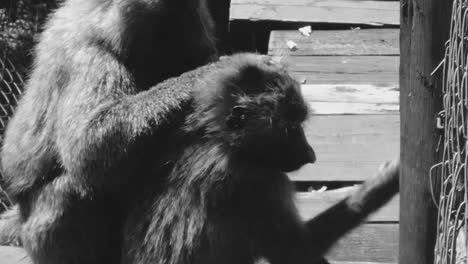 Dos-Monos-Limpiándose-En-El-Parque-Nacional-De-Nairobi