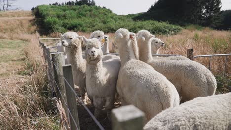 Cute-white-furry-alpacas-huddled-together-on-ranch,-sunny-day