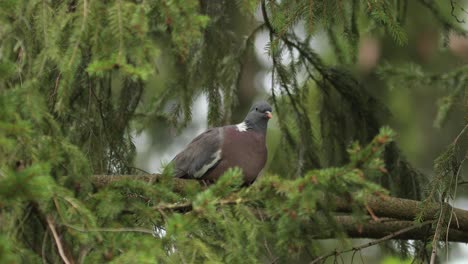Common-wood-pigeon-sitting-on-a-branch-in-a-pine-tree-in-relaxing-sleep-mode-and-scratching-itself-framed-by-pine-tree-twigs-and-greenery-around