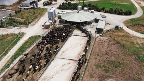 Milk-industry-production-facility-with-large-herd-of-cows-standing-in-line,-aerial