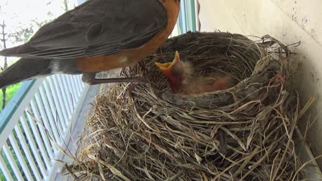 Cute-fuzzy-baby-Robin-wakes-from-sleep-to-eat-big,-fat-grub-from-mom