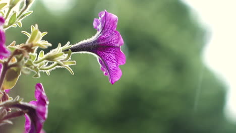 Purple-Petunias-flower-in-the-rain,-closeup-in-super-slow-motion