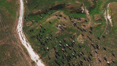 Cows-running-through-green-grass-paddock-seen-from-above,-husbandry-New-Zealand