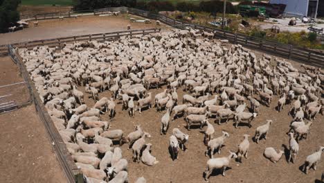 Large-herd-of-white-sheep-standing-in-stock-yard-paddock-at-livestock-farm,-aerial