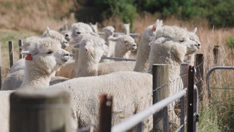 Curious-alpacas-looking-standing-in-pen-at-fence,-sunny-day-on-ranch,-Alpaca-fur-farm