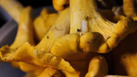 Yellow-mushrooms.-Stack-of-chanterelles-read