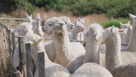 Group-of-wooly-alpacas-standing-together-on-warm-sunny-day