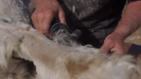Shearer-carefully-cutting-expensive-Alpaca-wool-from-animal,-slow-motion