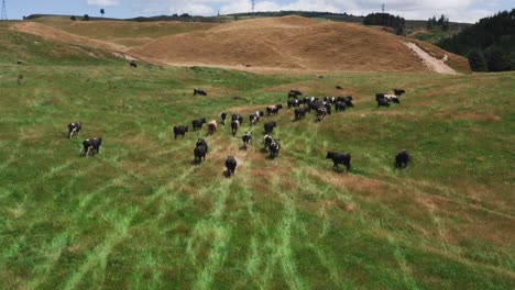 Cows-grazing-on-lush-green-pasture-grassland-in-sunny-New-Zealand,-aerial