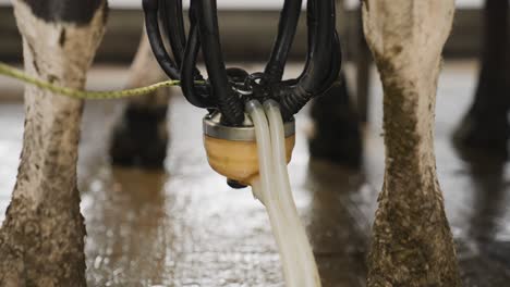 Milking-device-with-raw-white-milk-liquid-passing-through-pipes,-close-up