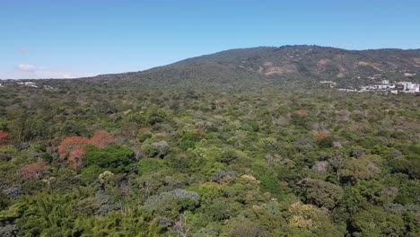 Aerial-view-of-a-dense-forest-area-with-a-mountain-in-the-background-on-a-day-with-blue-sky